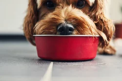 Top Trockenfutter für Hunde testen
