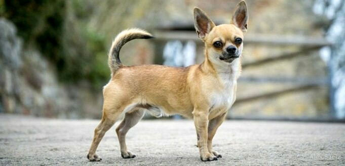 Wie Lange Kann Ein Chihuahua Seine Blase Halten? Welpe Und Erwachsener